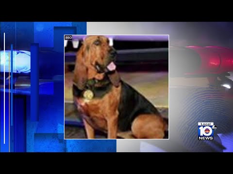 BSO bloodhound retires after nearly 10 years of service