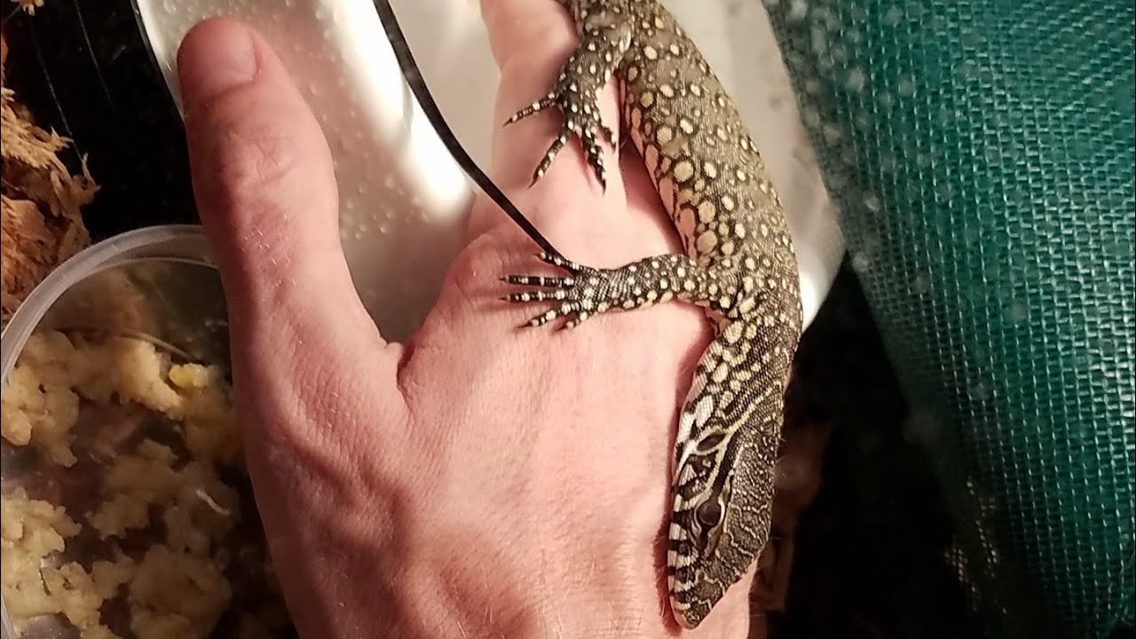 camera iphone 8 plus apk Socializing- nile monitor