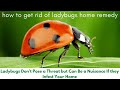 How to get rid of ladybugs home remedy | Ladybugs are a red and black insect