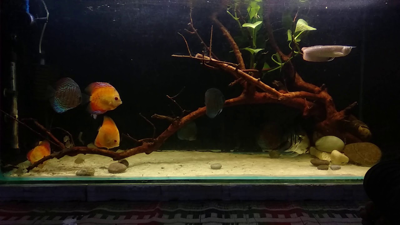 keeping SILVER AROWANA with DISCUS !! 100G tank update ! YouTube