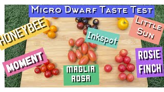 TOMATO TASTE TEST of micro dwarfs/ 6 new to me varieties