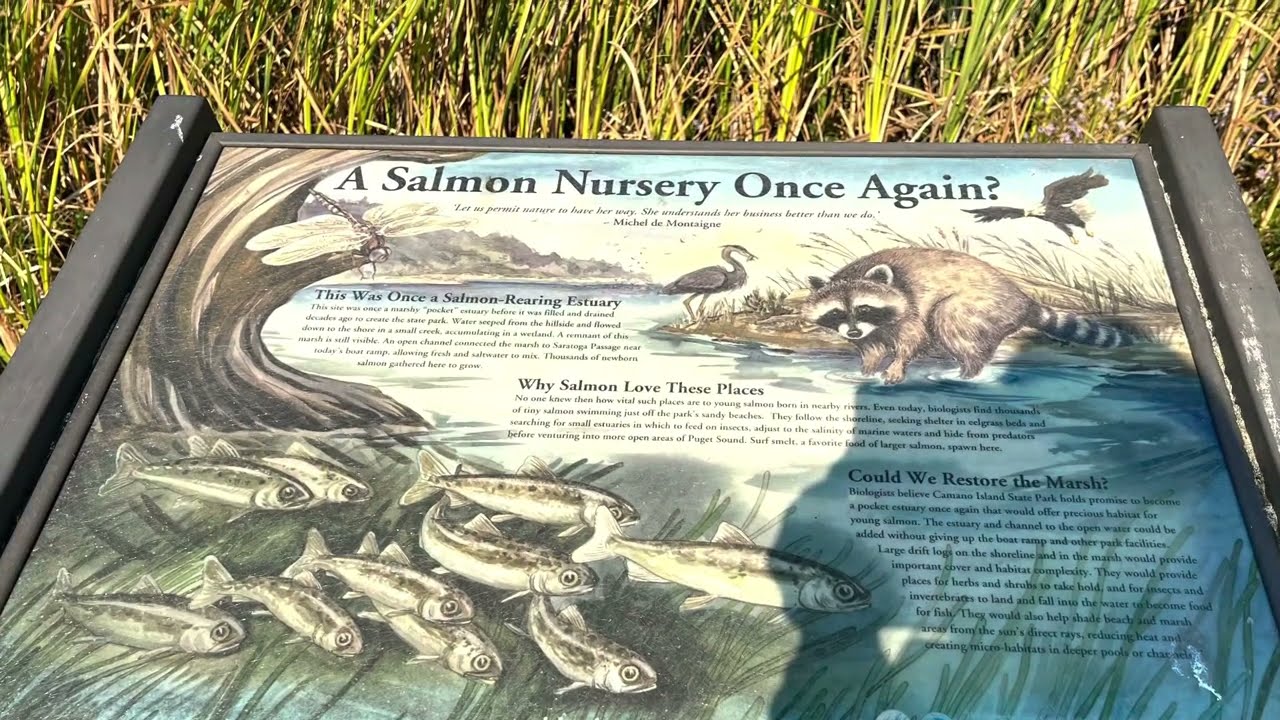 Camano Island State Park | Washington |  Close to Seattle | 