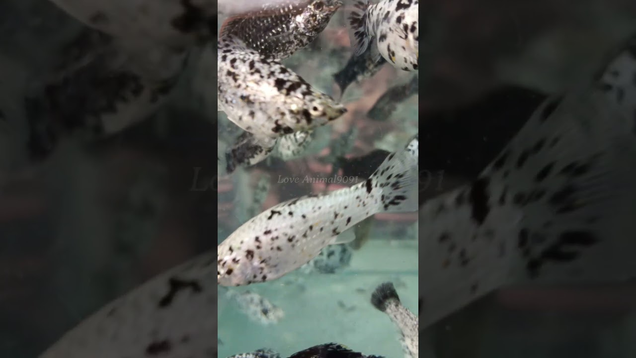 "Coloring Aquarium Fish | Relaxing Art for Kids and Beginners" 