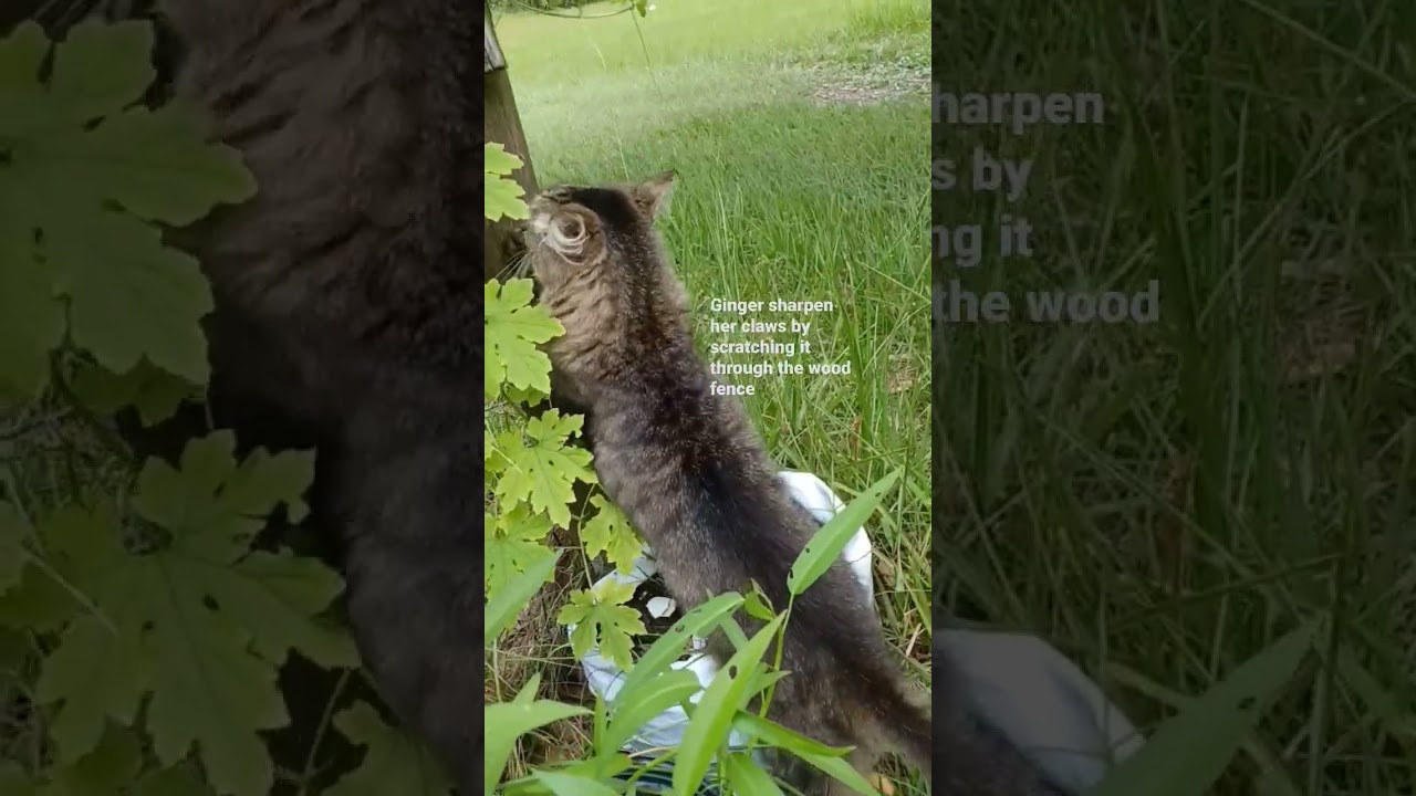How the cats sharpen their claws# short