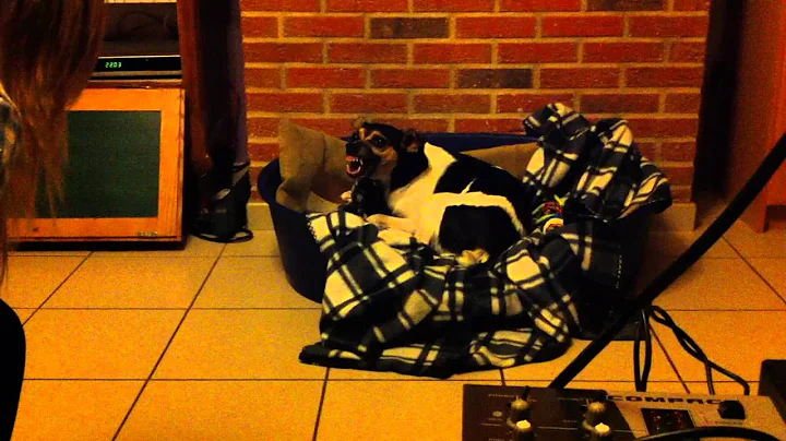 GREMLING HOND  LAAT TANDEN ZIEN (HORROR KOMEDIE)