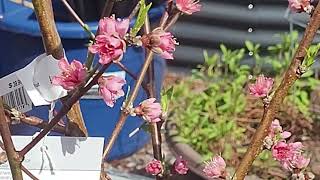 Watch How Honey Bee Pollinate Peach Trees