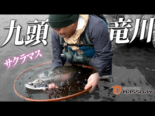 2026 Kuzuryu River: The legendary cherry salmon has finally been