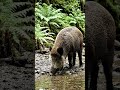 suar Pani Pi raha hai#viral #youtubeshorts #animals