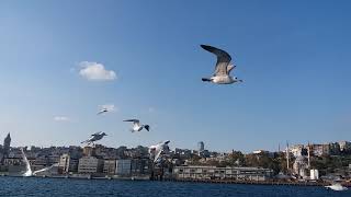 Deniz Martılar Ve Huzur