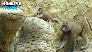 The Joy And Wonder Of Playful Monkeys