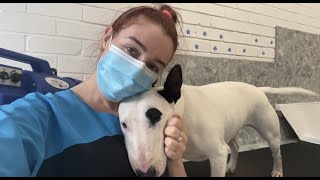 Bull Terrier Dog Grooming