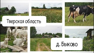 д. Быково / Тверская область/ Селижарово/ САМАЯ КРАСИВАЯ ДЕРЕВНЯ(Коровки,Козочки)