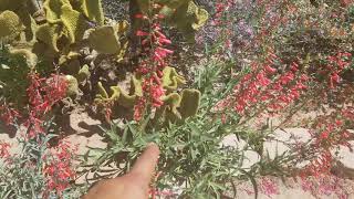 Differences between Penstemon centhranthifolius and Penstemon eatonii