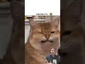 mai karu toh karu kyaaaa? #popular #shortvideo #trending #aesthetic #cat