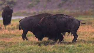 Bison Rut in Hayden Valley - August 13, 2026