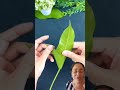 Una hoja, una flor 🌼. #reelsviral #creatividad #hoja #flor
