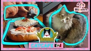 Vegattos es un 😻CATCAFE☕con comida 🥗vegana