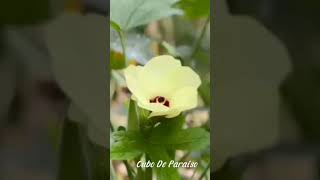 Bahay Kubo At Sari-Saring Tanim Cubo De Paraiso