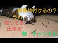 綿棒放置後の猫♥ 話は目をみて聞く猫　#shorts