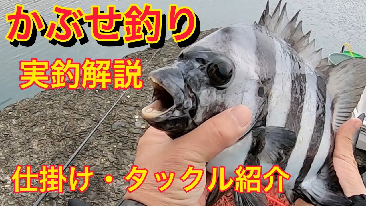 漁港・堤防からイシダイを釣る時の仕掛け紹介【かぶせ釣り】 - YouTube