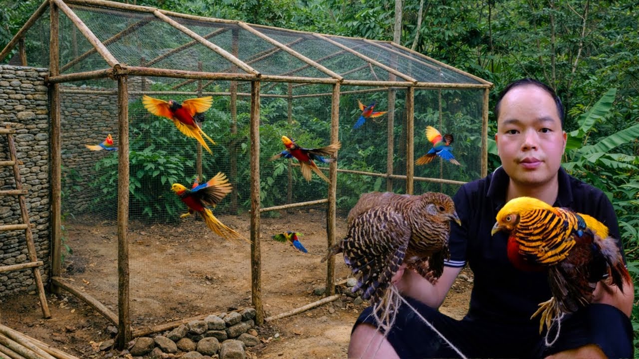 From Aviary Construction to Raising Exotic Birds – Phoenix Birds, Pheasants & Wild Chickens