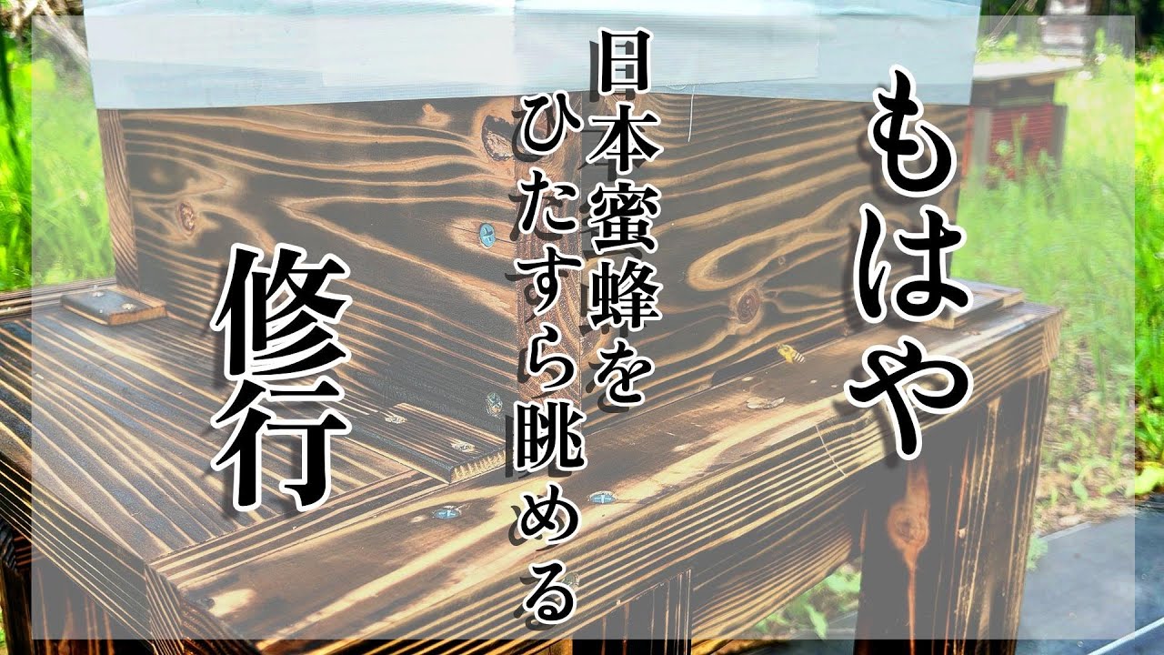 ただひたすらに日本蜜蜂の巣箱の入り口を定点観察する動画
