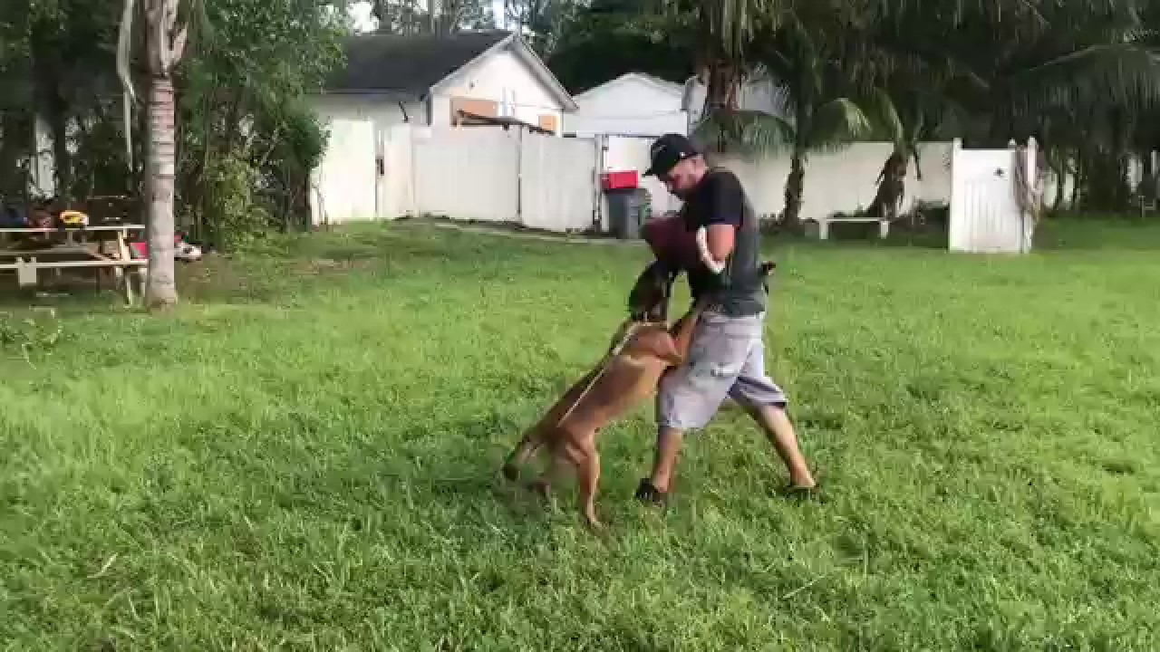 belgian malinois 9 months