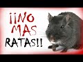 El Mejor Veneno Casero Para Ratas y Ratones ¡¡ACABA CON ELLOS!!