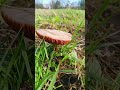 Gizli Mantar Bahçesi🍄🍄🍄 De geheime champignoguin #doğa #huzur #nature #aboneol