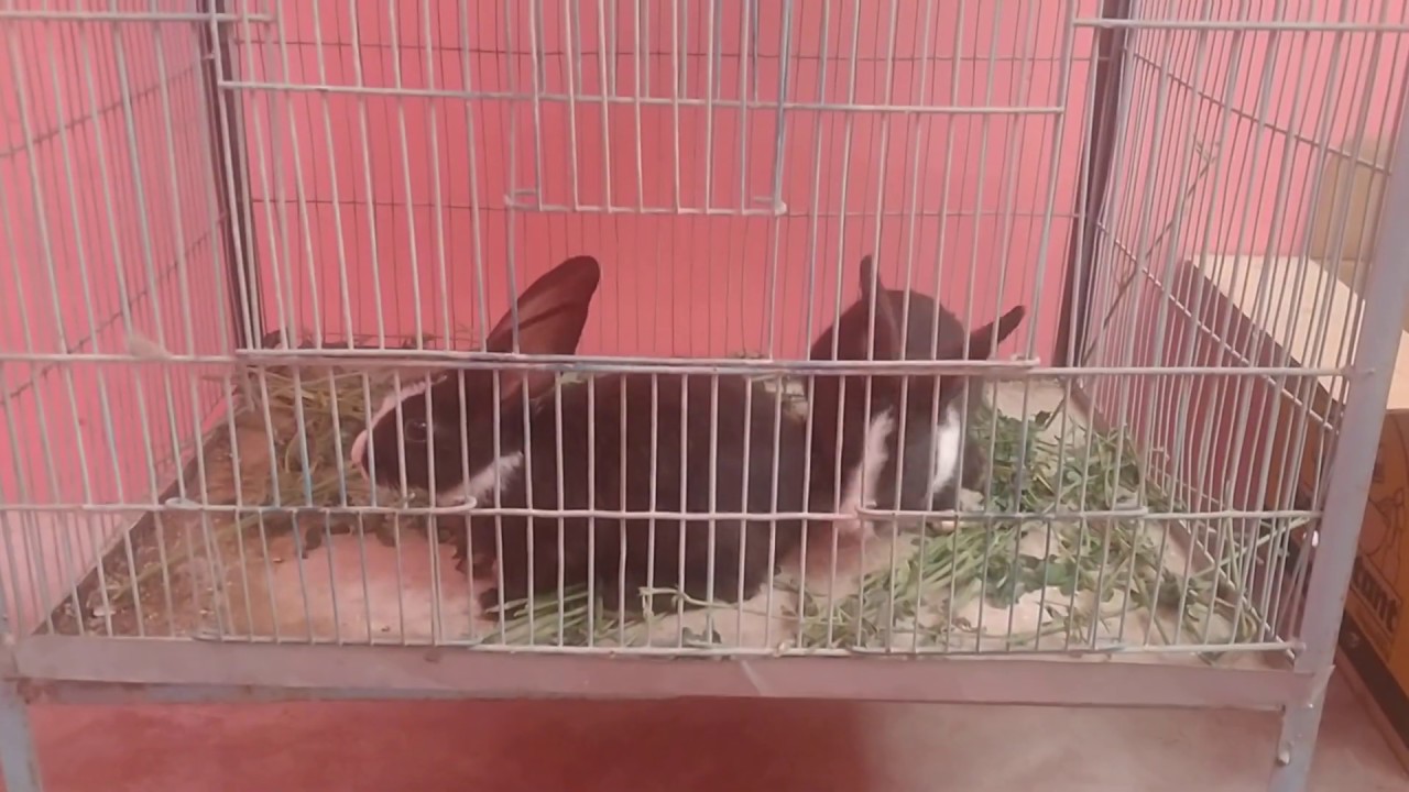 #khargosh,#Rabbit, pakistani khargosh - YouTube