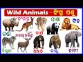 Learn wild animals  name in english and odia  all wild animals  odia learnings for kids