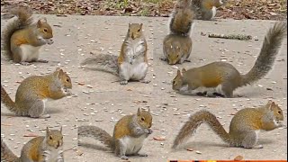 Jumpy Squirrels For Cats & Dogs to Watch (Big Park 4K Video)