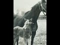 Horse edit 43 hickstead ruffian secretariat manowar