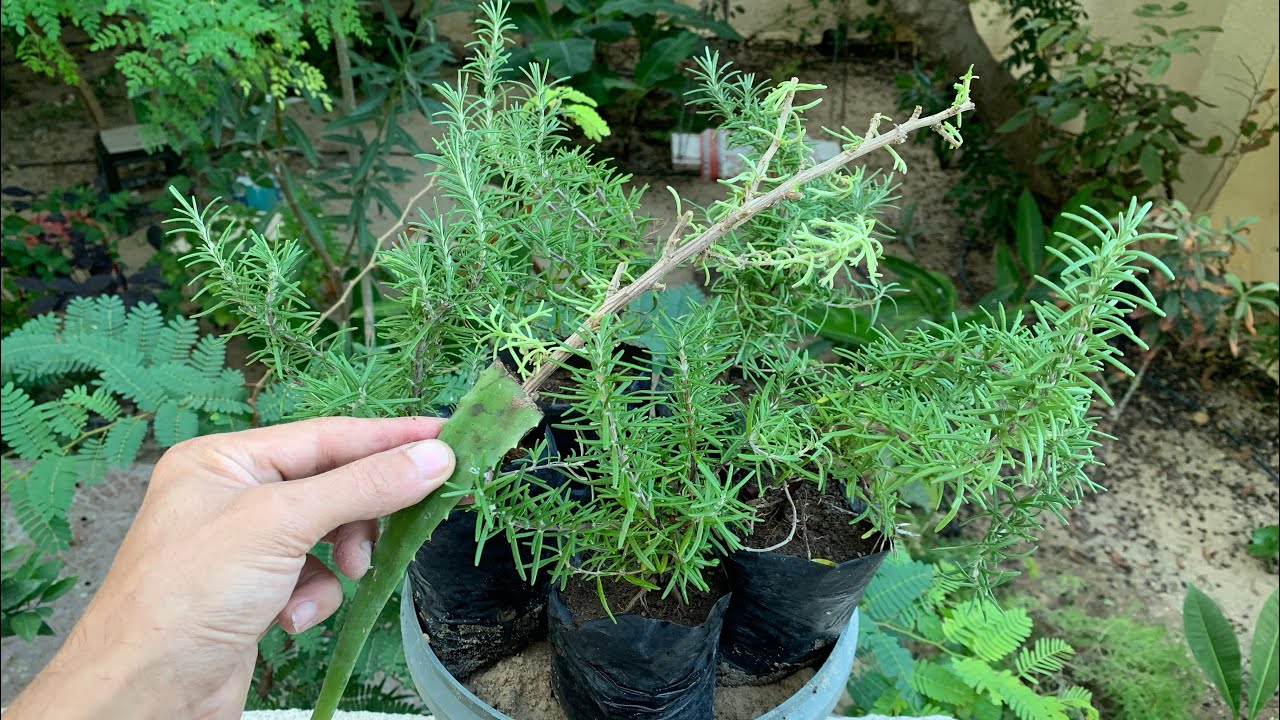 زراعة نبات إكليل الجبل روزماري بأسهل طريقة 🌱 الإكثار بالعقل والعناية والنقل بعد التجذير للتربة