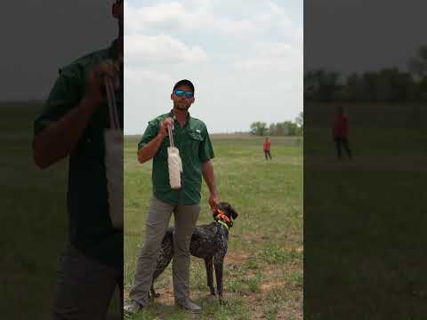 Video: Wirehaired Polohovacie Griffon