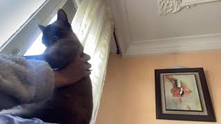 Playing with siamese cat by Suchi-Cat 18 views 2 years ago 1 minute, 24 seconds