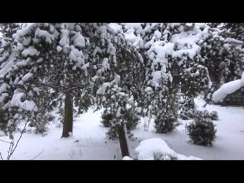Wideo: Schronisko Dla Krzewów Ozdobnych Na Zimę