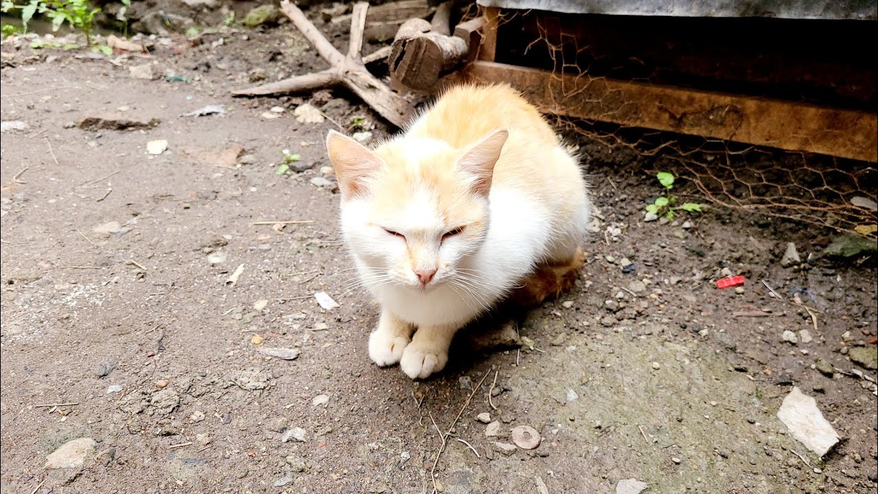 viral CAT LOVERS 😻 short YouTube Video 📹 CUTE 💙