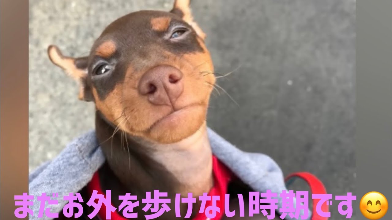 7月27日 今日は何の日 犬のミニチュアピンシャーがお人形になって日々の記念日をお伝え 犬のじゃれあい Youtube