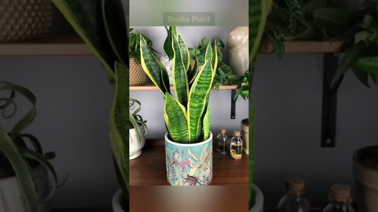 Top 5 Highest Oxygen Producing Indoor Plants