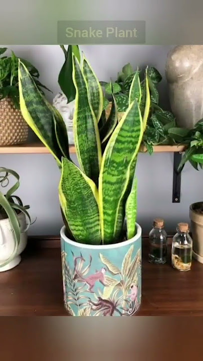 Top 5 Highest Oxygen Producing Indoor Plants