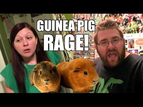 HEEL WIFE PUTS GUINEA PIGS IN GRIMS TOY ROOM!! - YouTube