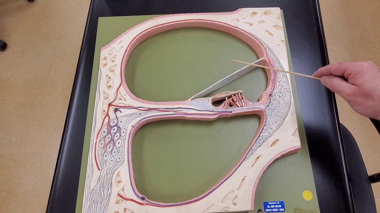 Professor Long - Ear Anatomy 3, Internal Anatomy of the Cochlea - YouTube