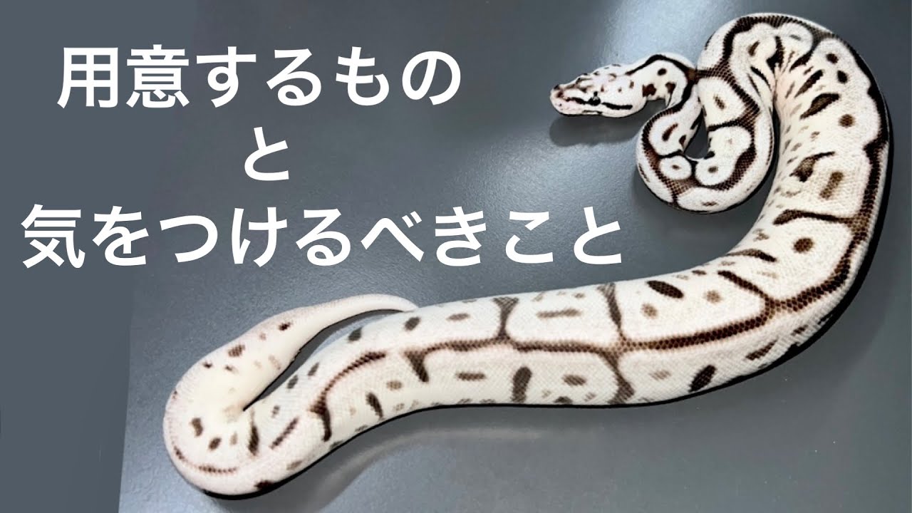 ボールパイソンを初めて飼うにあたって