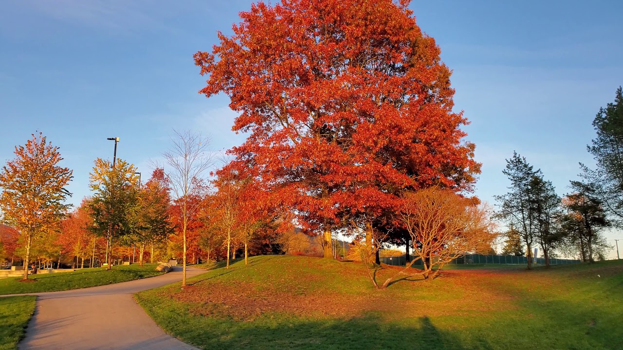 Vancouver WALK: EDITED STROLL ALONG LAFARGE LAKE, Coquitlam, Late Afternoon, Fall 2019