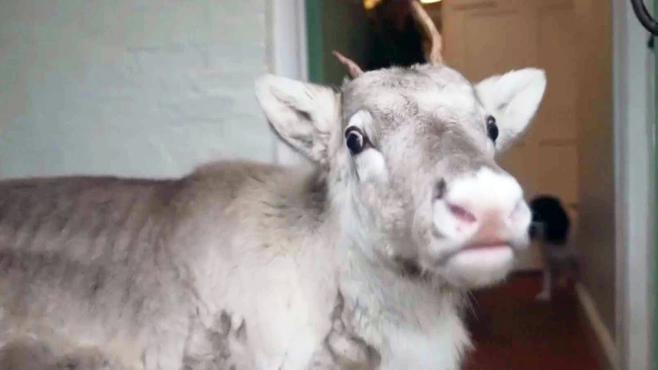 Lars The Baby Reindeer Lives The Life Of A House Pet