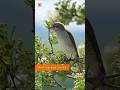 Bird Calls Red Backed Shrike Seagull Cormorant Sounds Bird Calls Red Backed Shrike Seagull Cormorant Sounds