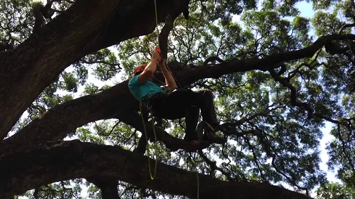 Hawaii Tree climbers comp oahu masters climb 2014 ...