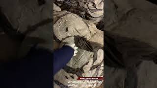 Beef omasum salted grade a (premium quality) говяжья книжка