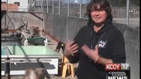 Pelican_Event_Jan2010.flv